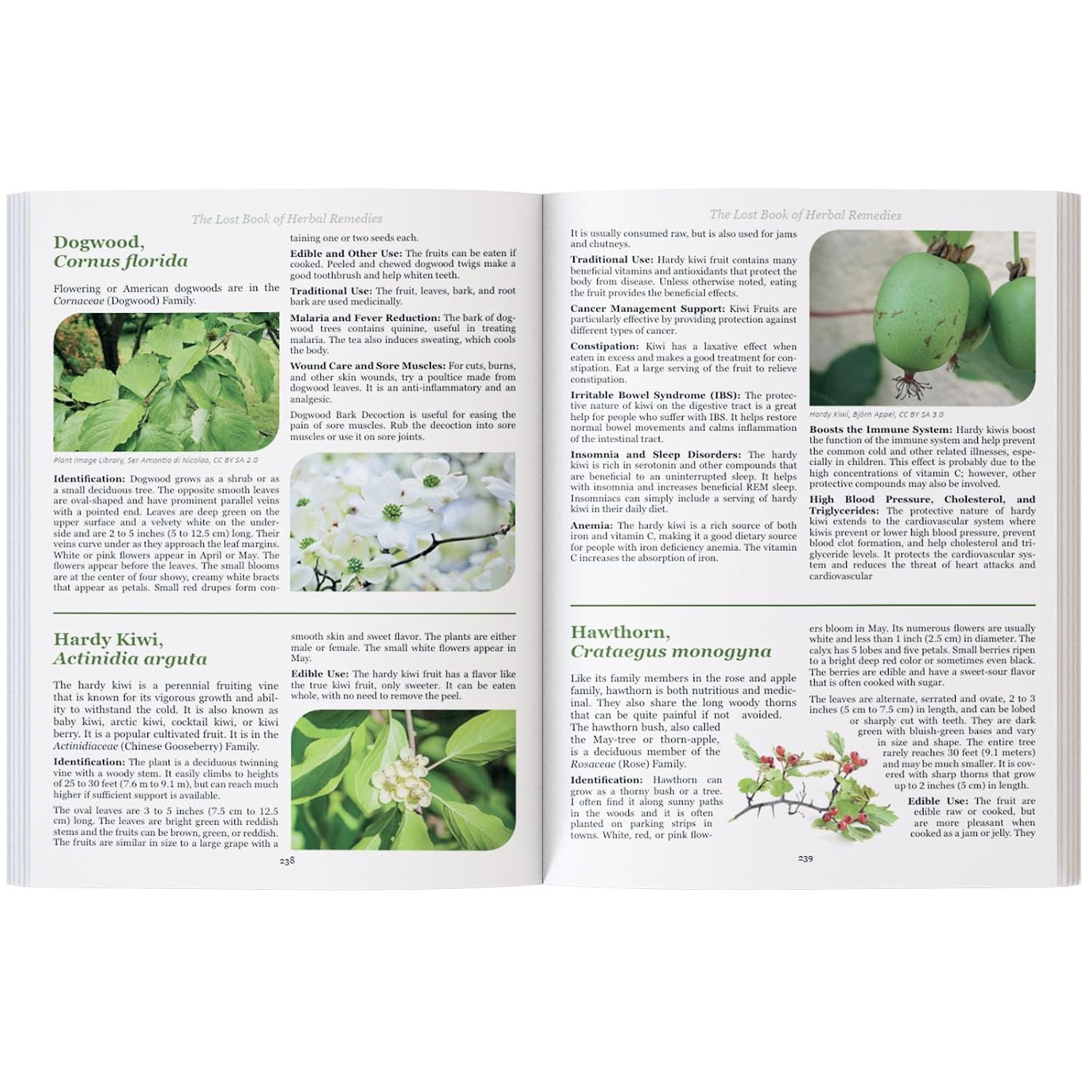 The Lost Book of Herbal Remedies